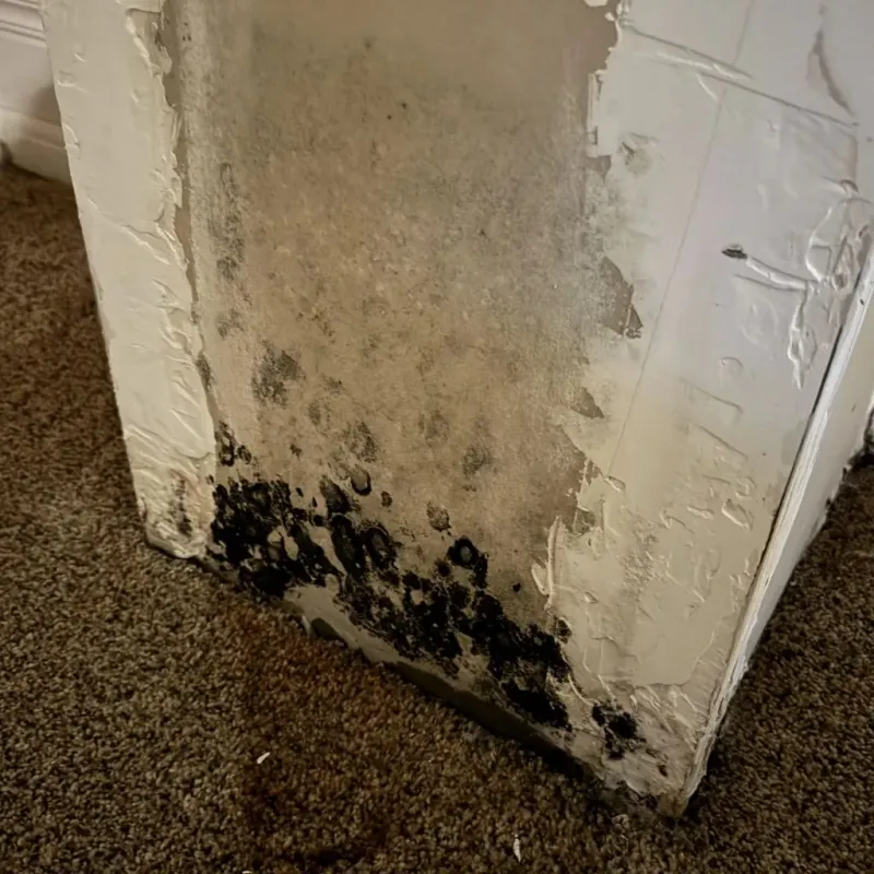 Professional Mold Removal in Danville, IN